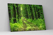 Obraz Široká cestička cez lesy zs1192